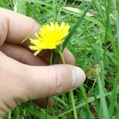 花の閉じる速度に花粉が影響？！